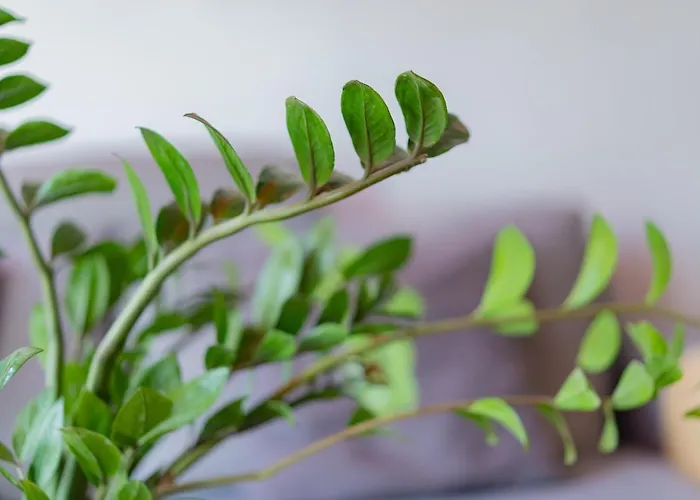 Mimosa Residenza Saint Julian's